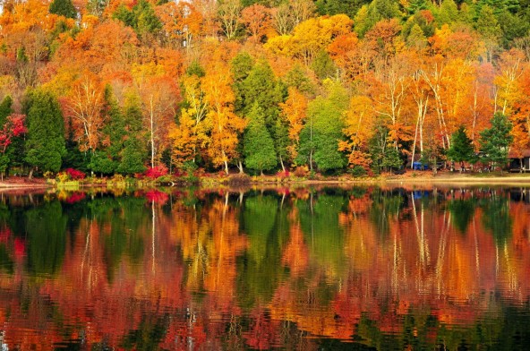 forest-of-colorful-autumn-trees-with-calm-lake-in-algonquin-provincial-park-ontario-canada-1600x1062